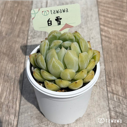 29. ＊新発売＊　白雪　【tawawaハウス苗】