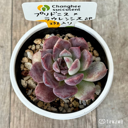 プリドニス×ラウレンシスsp斑入り②（チャンヒー農園）【tawawaハウス苗】