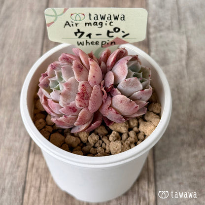 ウィーピン【双頭】（エアーマジック農園苗）