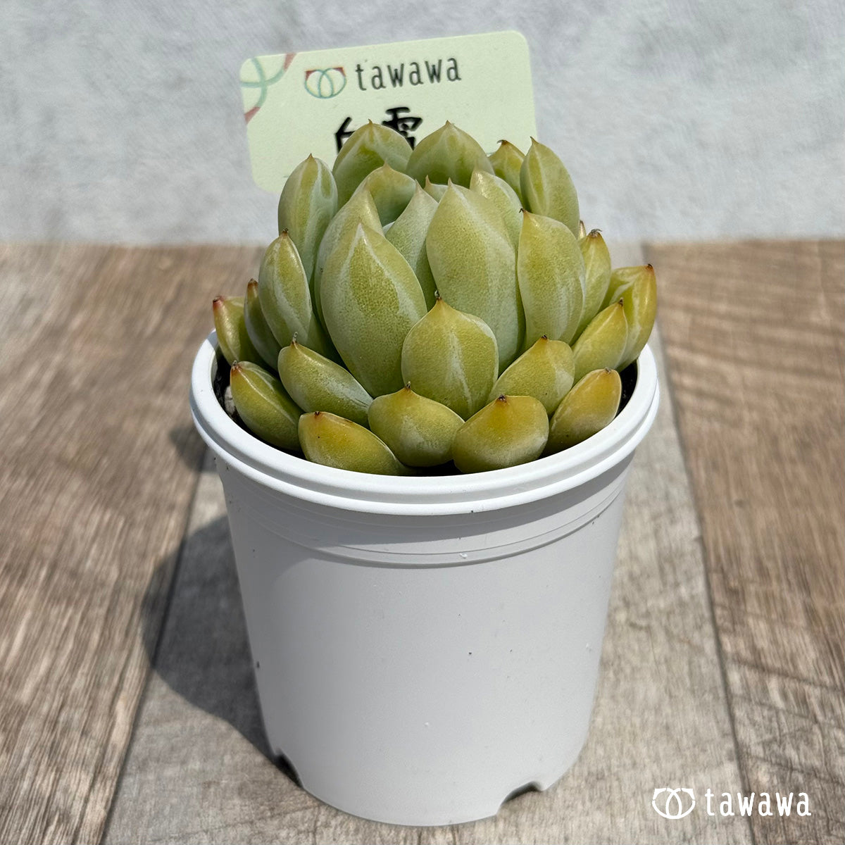 29. ＊新発売＊　白雪　【tawawaハウス苗】