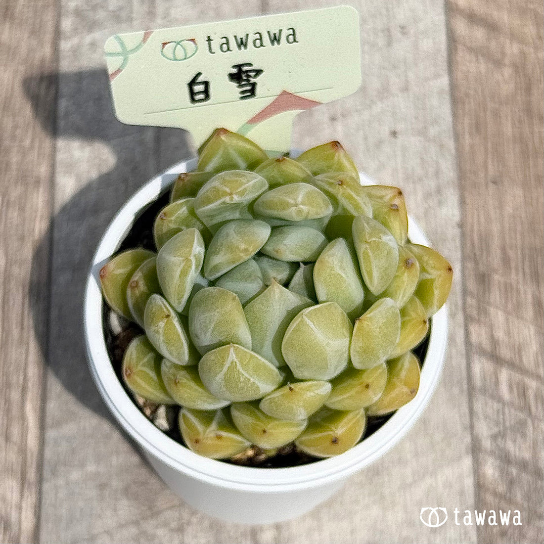 29. ＊新発売＊　白雪　【tawawaハウス苗】