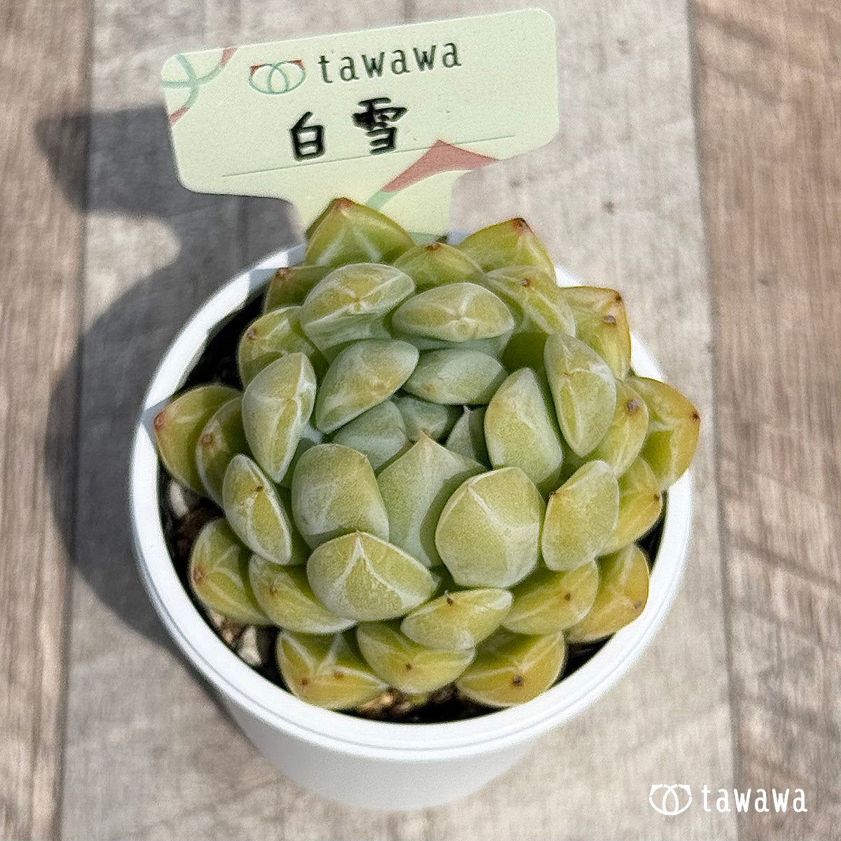 29. ＊新発売＊　白雪　【tawawaハウス苗】