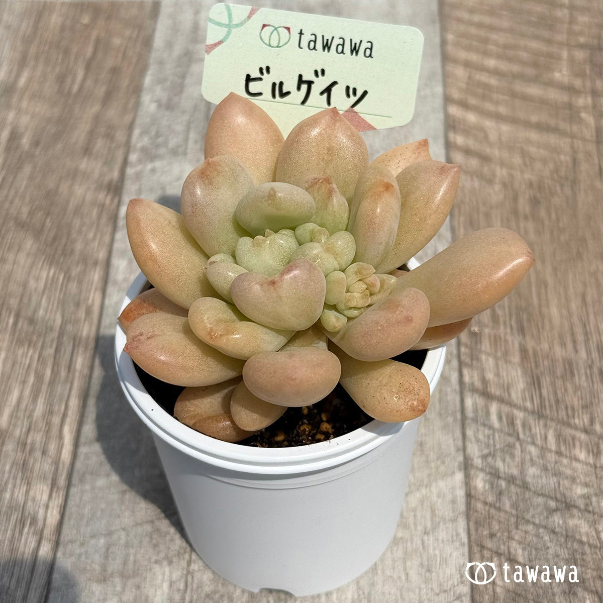 30. ＊新発売＊　ビルゲイツ　【tawawaハウス苗】