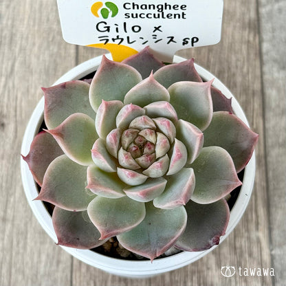 New Arrivals: Ice Green