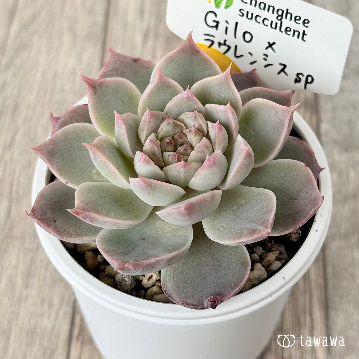 다육 식물의 통신 판매 · 판매 사이트 tawawa – 多肉植物の通販・販売