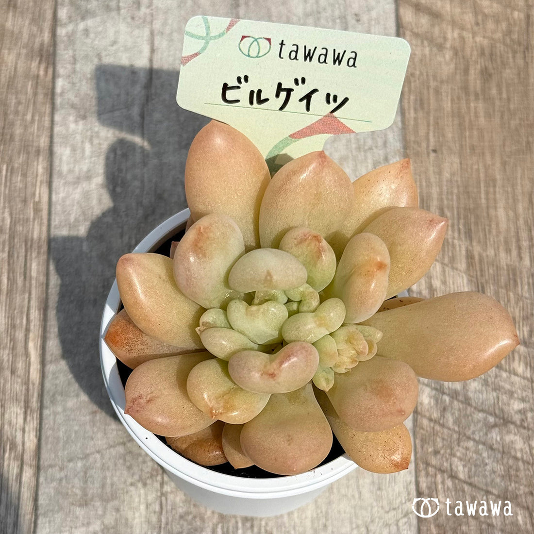 30. ＊新発売＊　ビルゲイツ　【tawawaハウス苗】