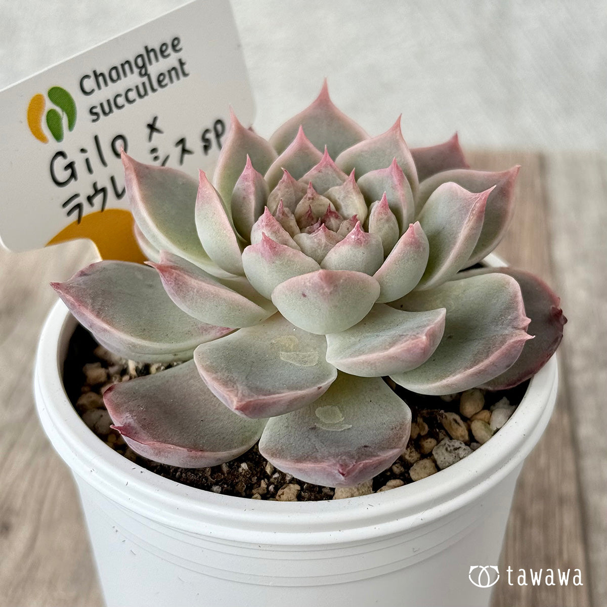 New Arrivals: Ice Green