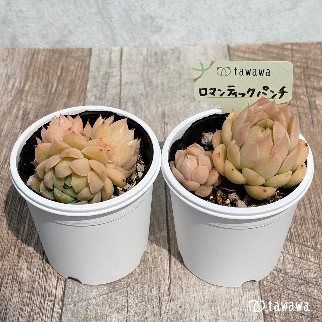 31. ＊新発売＊　ロマンティックパンチ　【tawawaハウス苗】