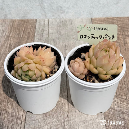 31. ＊新発売＊　ロマンティックパンチ　【tawawaハウス苗】