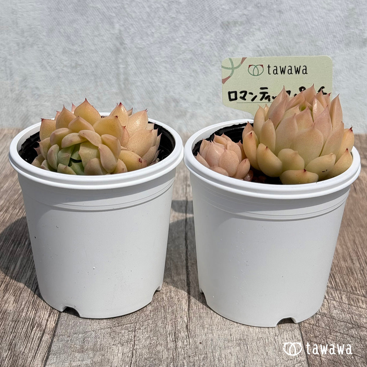 31. ＊新発売＊　ロマンティックパンチ　【tawawaハウス苗】