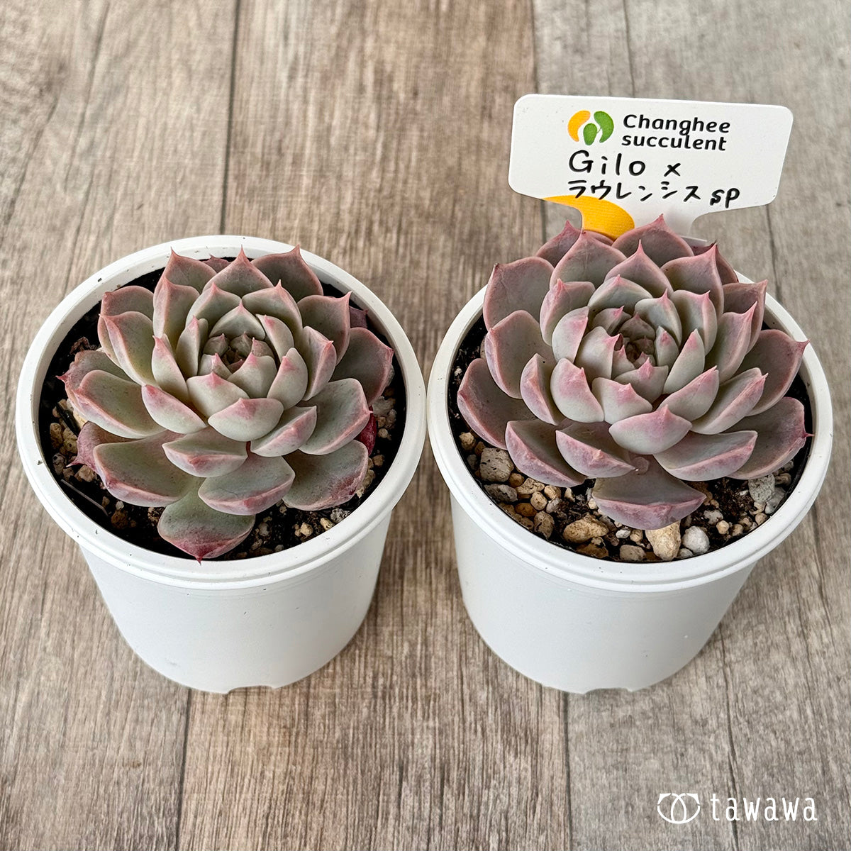 New Arrivals: Ice Green