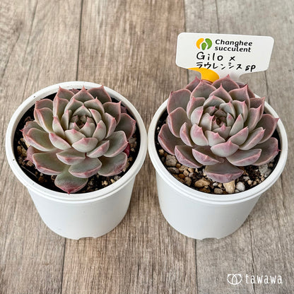 New Arrivals: Ice Green