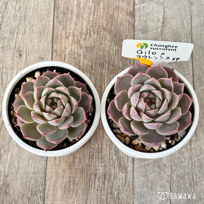 New Arrivals: Ice Green