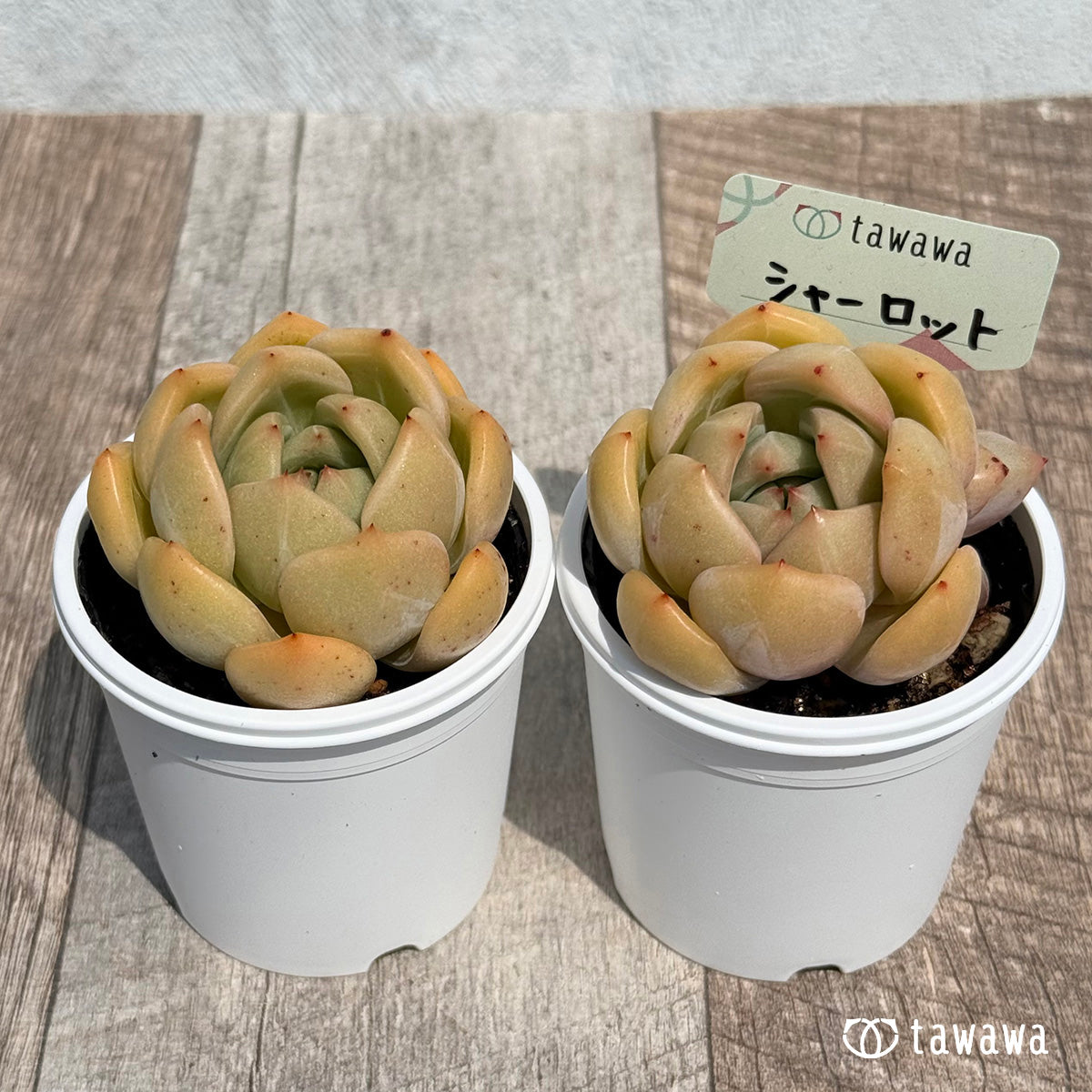 32. ＊新発売＊　シャーロット　【tawawaハウス苗】