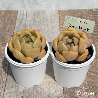 32. ＊新発売＊　シャーロット　【tawawaハウス苗】