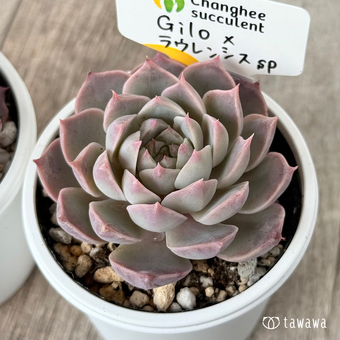 New Arrivals: Ice Green