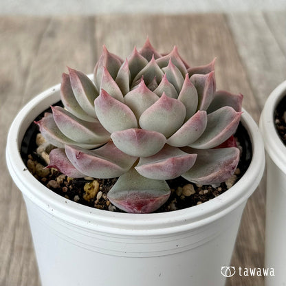 New Arrivals: Ice Green