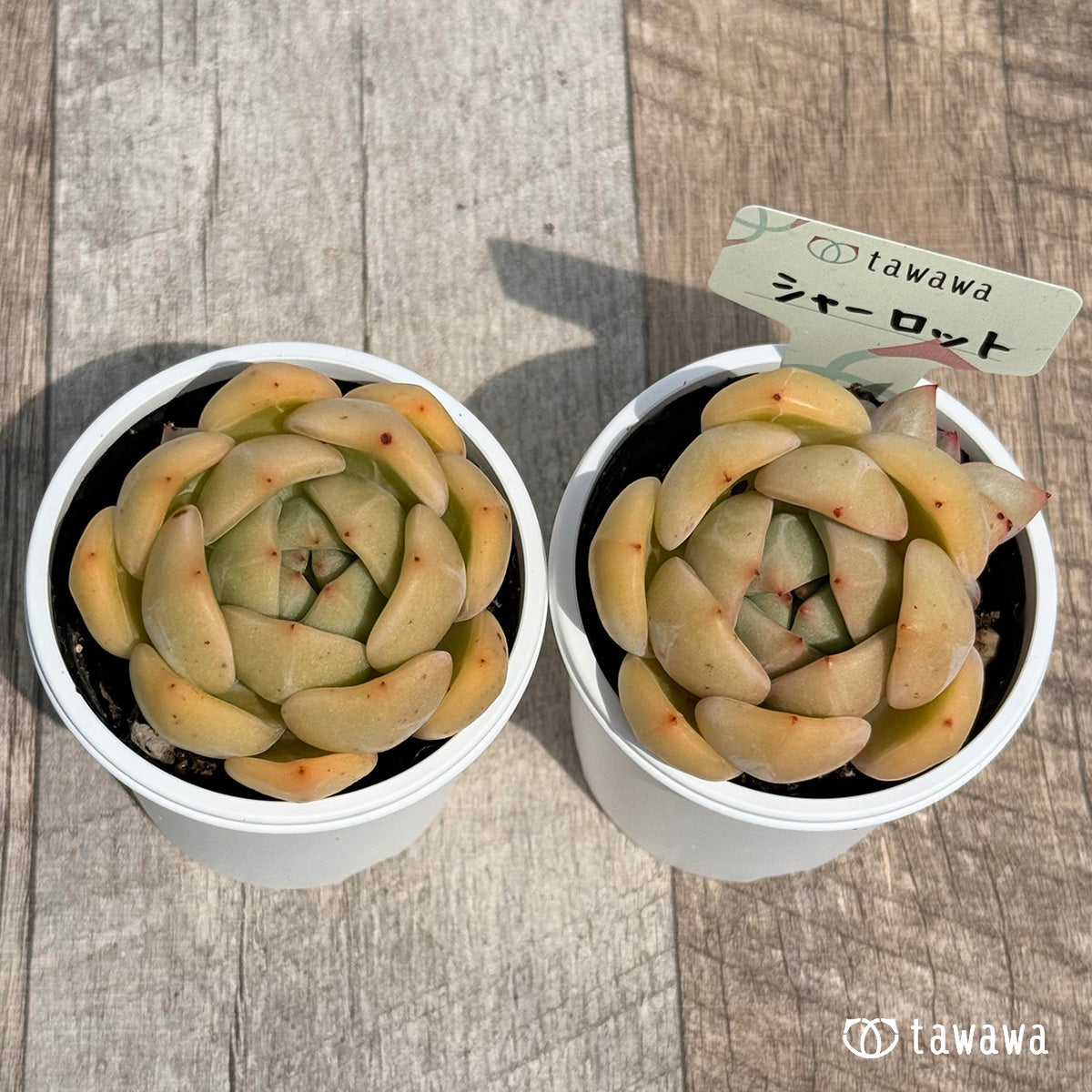32. ＊新発売＊　シャーロット　【tawawaハウス苗】
