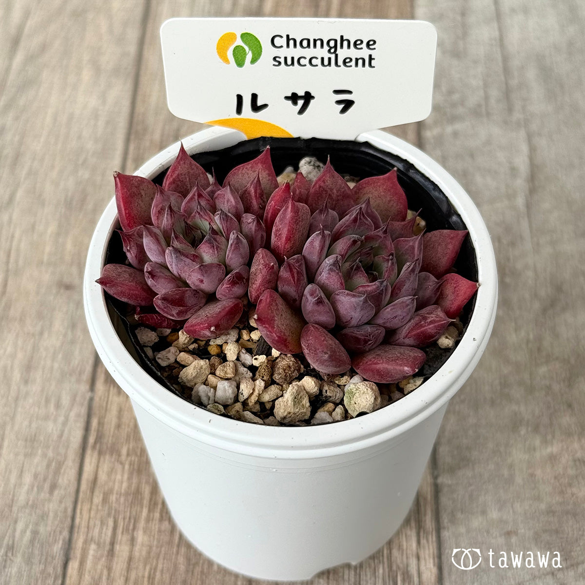 New Arrivals: Ice Green