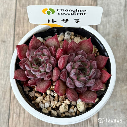 New Arrivals: Ice Green