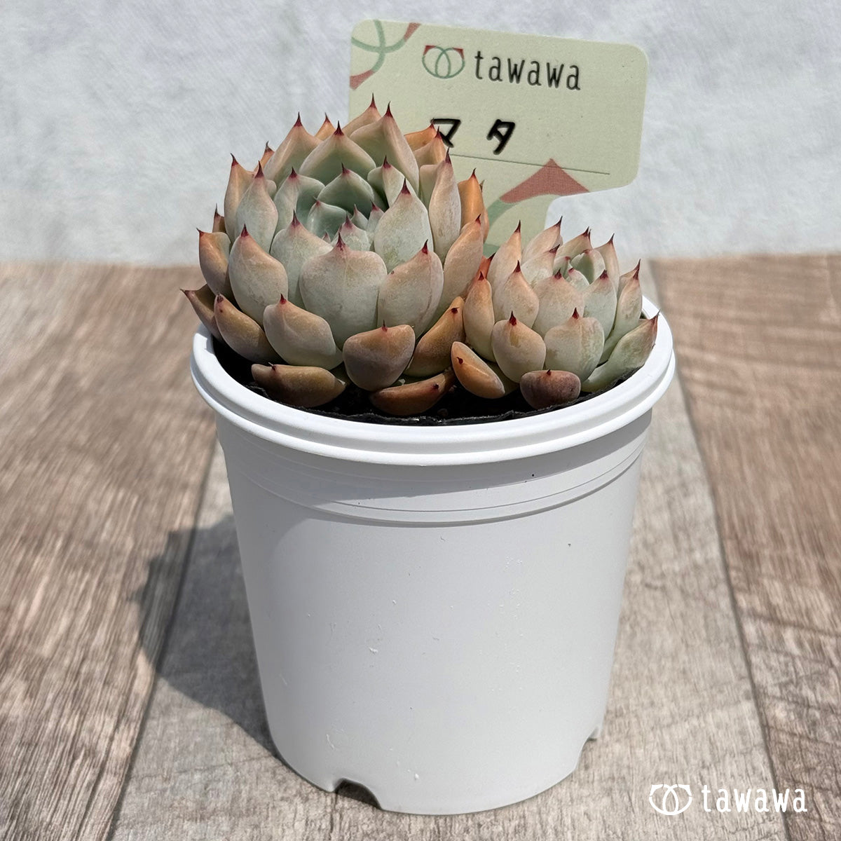 33. ＊新発売＊　マタ　【tawawaハウス苗】