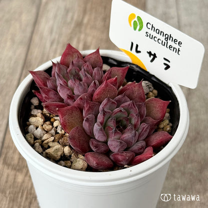 New Arrivals: Ice Green