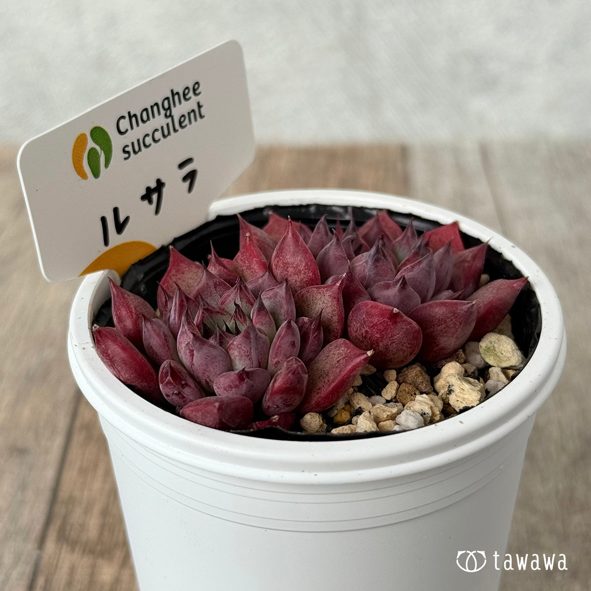 New Arrivals: Ice Green