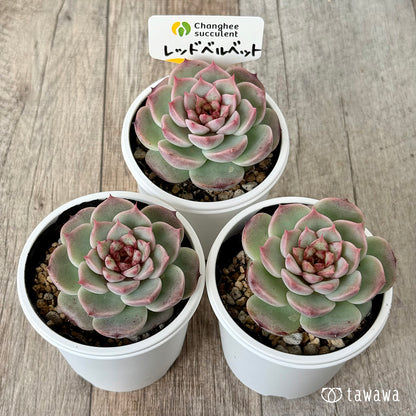 ＊新発売＊　レッドベルベット（チャンヒー農園）【tawawaハウス苗】