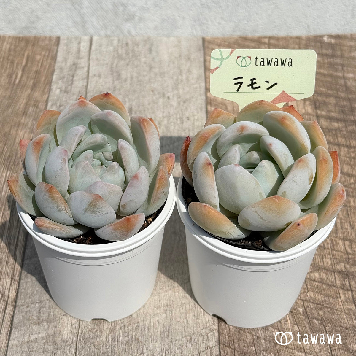 34. ＊新発売＊　ラモン　【tawawaハウス苗】