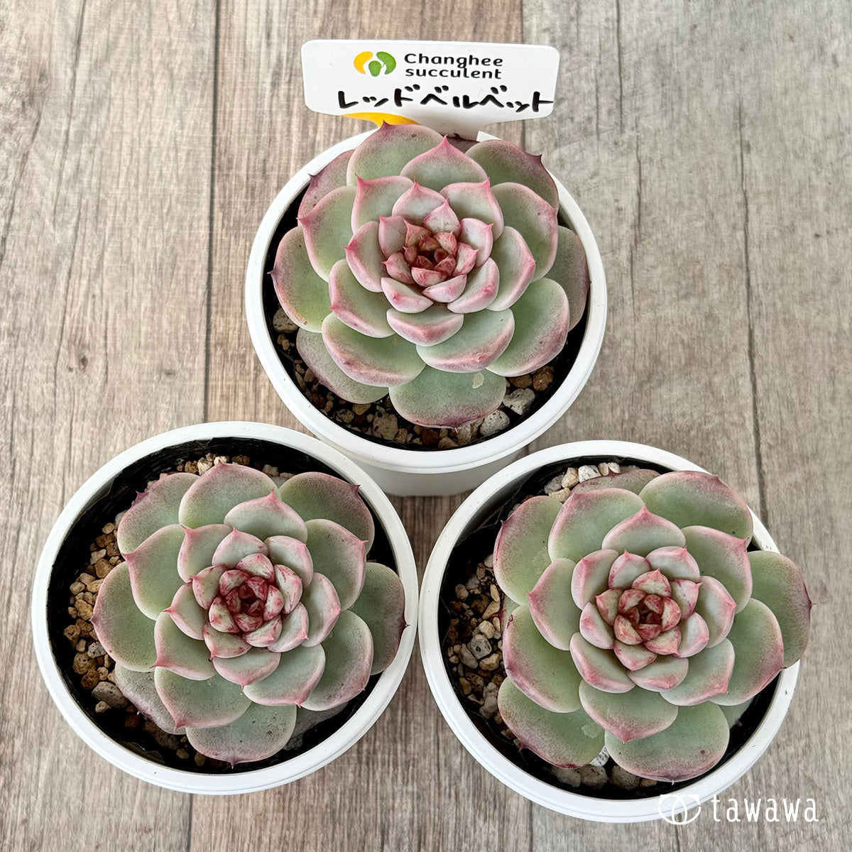 Top【選抜株】多肉植物　22047 レッド　ベルベット12個　鉢無し/脱土 11/19発売】レッドベルベット（チャンヒー農園）【tawawaハウス苗