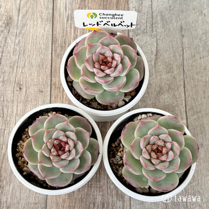 ＊新発売＊　レッドベルベット（チャンヒー農園）【tawawaハウス苗】