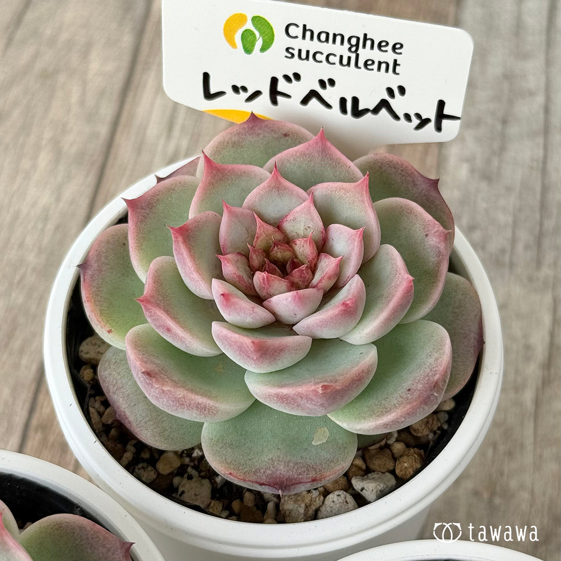 ＊新発売＊　レッドベルベット（チャンヒー農園）【tawawaハウス苗】