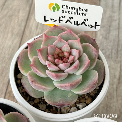 ＊新発売＊　レッドベルベット（チャンヒー農園）【tawawaハウス苗】