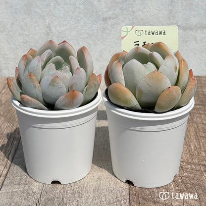34. ＊新発売＊　ラモン　【tawawaハウス苗】