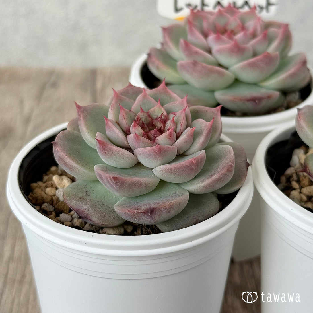 ＊新発売＊　レッドベルベット（チャンヒー農園）【tawawaハウス苗】