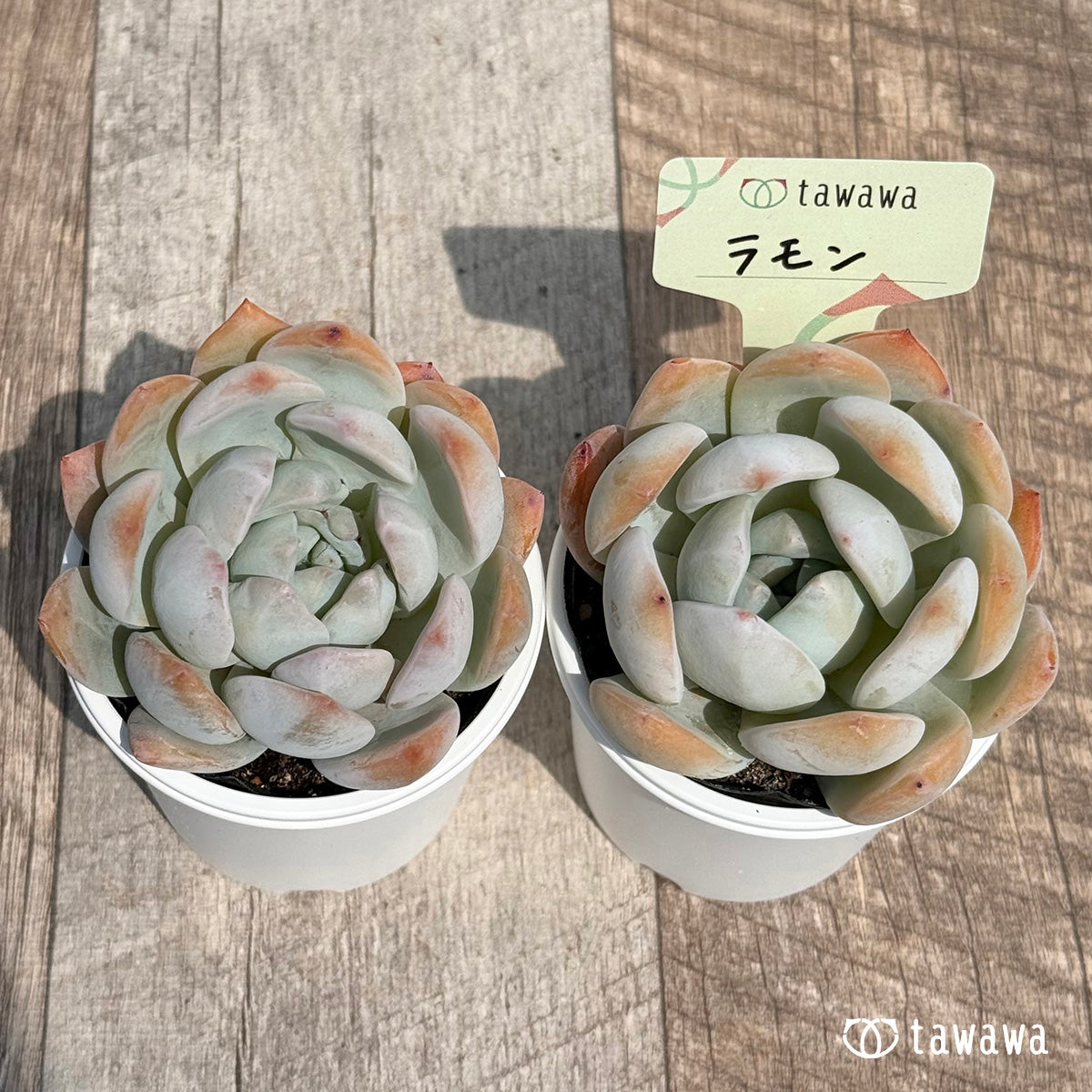 34. ＊新発売＊　ラモン　【tawawaハウス苗】
