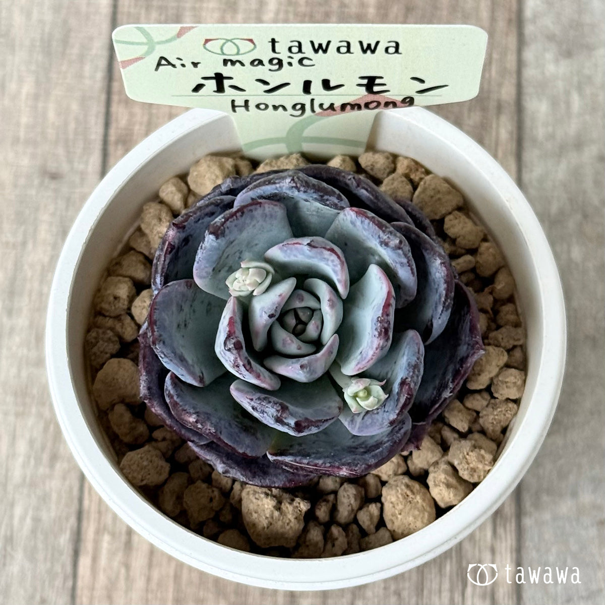 ホンルモン（エアーマジック農園苗）