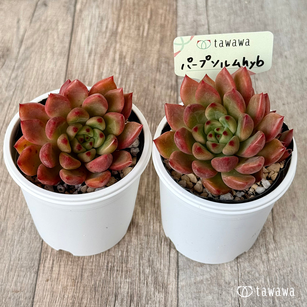 パープソルムhyb（花村農園）【tawawaハウス苗】