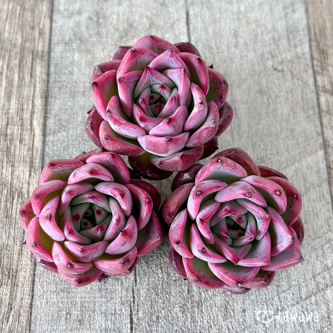 New Arrivals: Ice Green