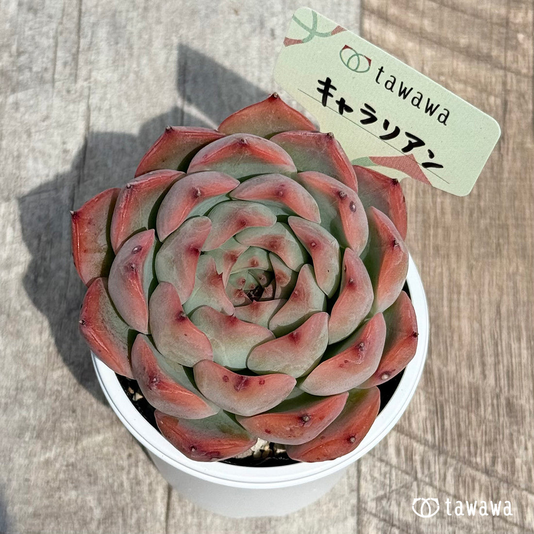 35. ＊新発売＊　キャラリアン　【tawawaハウス苗】