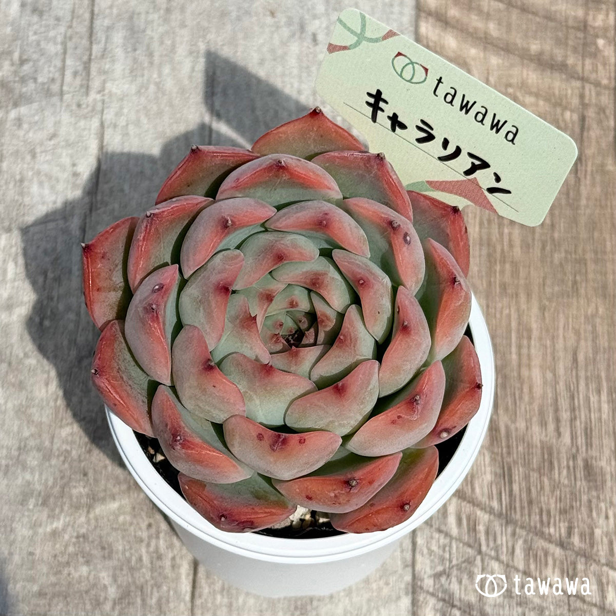 35. ＊新発売＊　キャラリアン　【tawawaハウス苗】