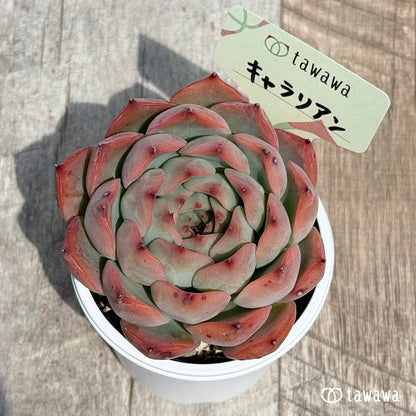 35. ＊新発売＊　キャラリアン　【tawawaハウス苗】