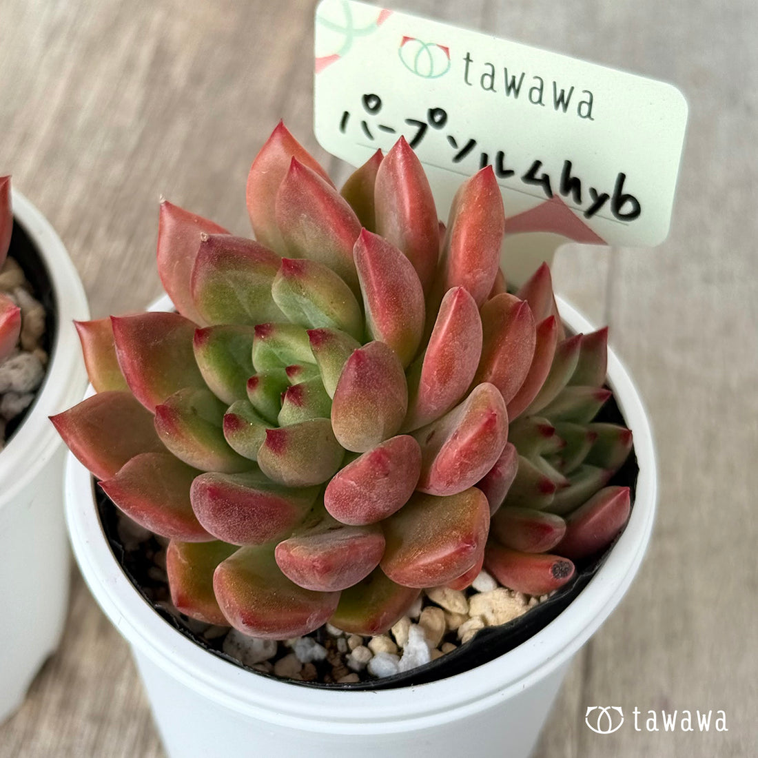 ＊新発売＊　パープソルムhyb（花村農園）【tawawaハウス苗】