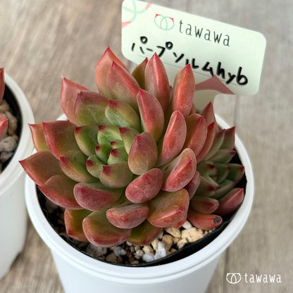 パープソルムhyb（花村農園）【tawawaハウス苗】