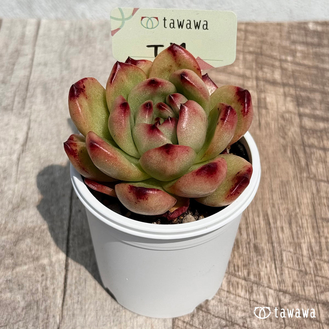 36. ＊新発売＊　TM　【tawawaハウス苗】