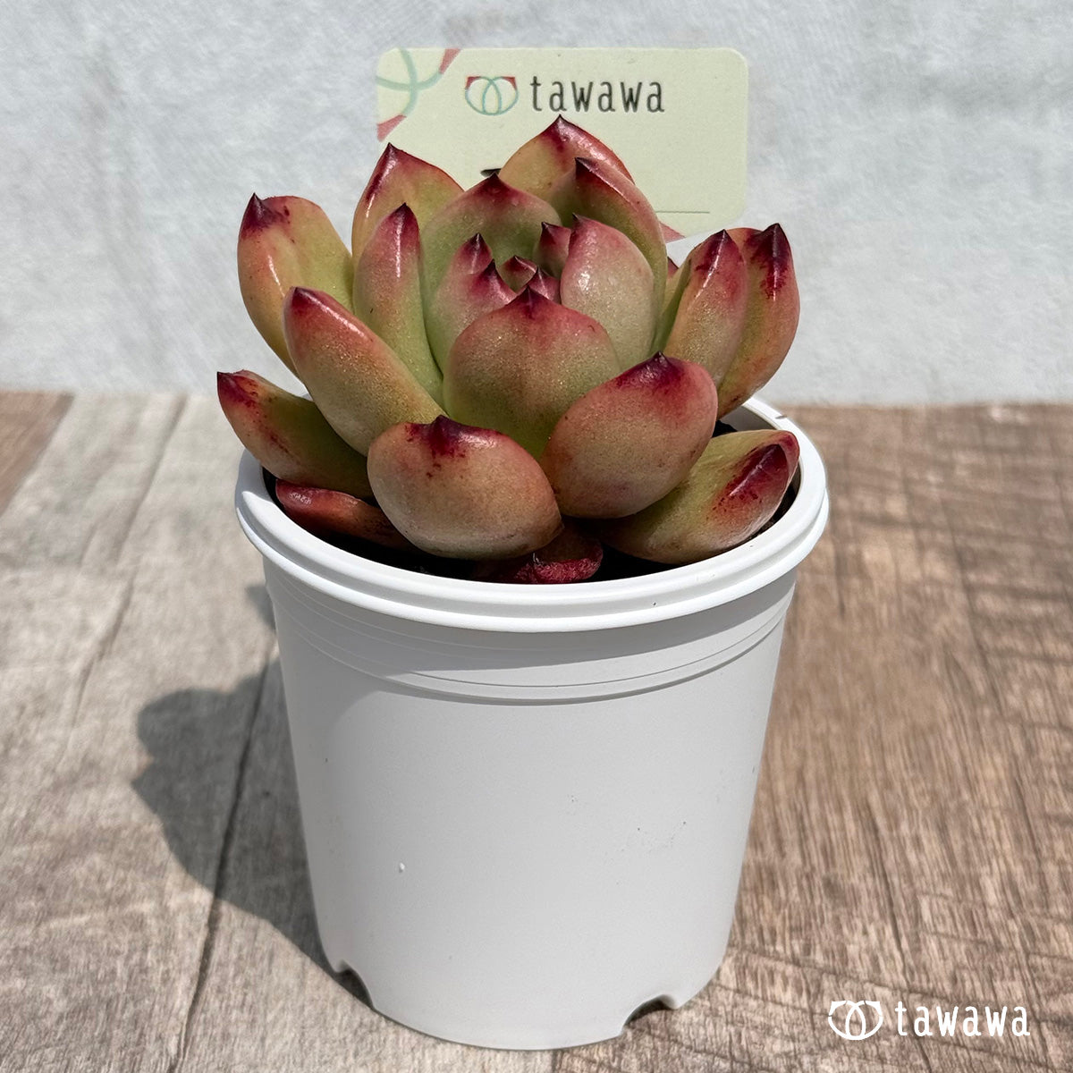 36. ＊新発売＊　TM　【tawawaハウス苗】