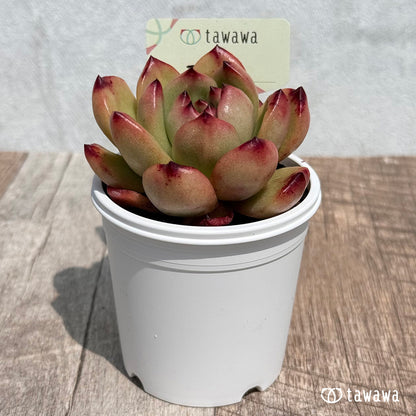 36. ＊新発売＊　TM　【tawawaハウス苗】