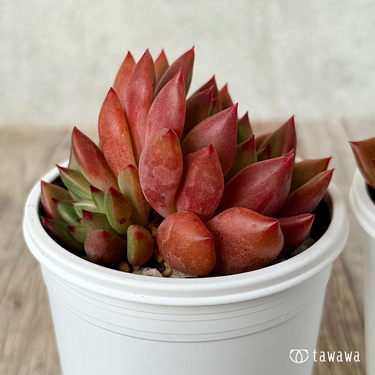 Echeveria – tagged 