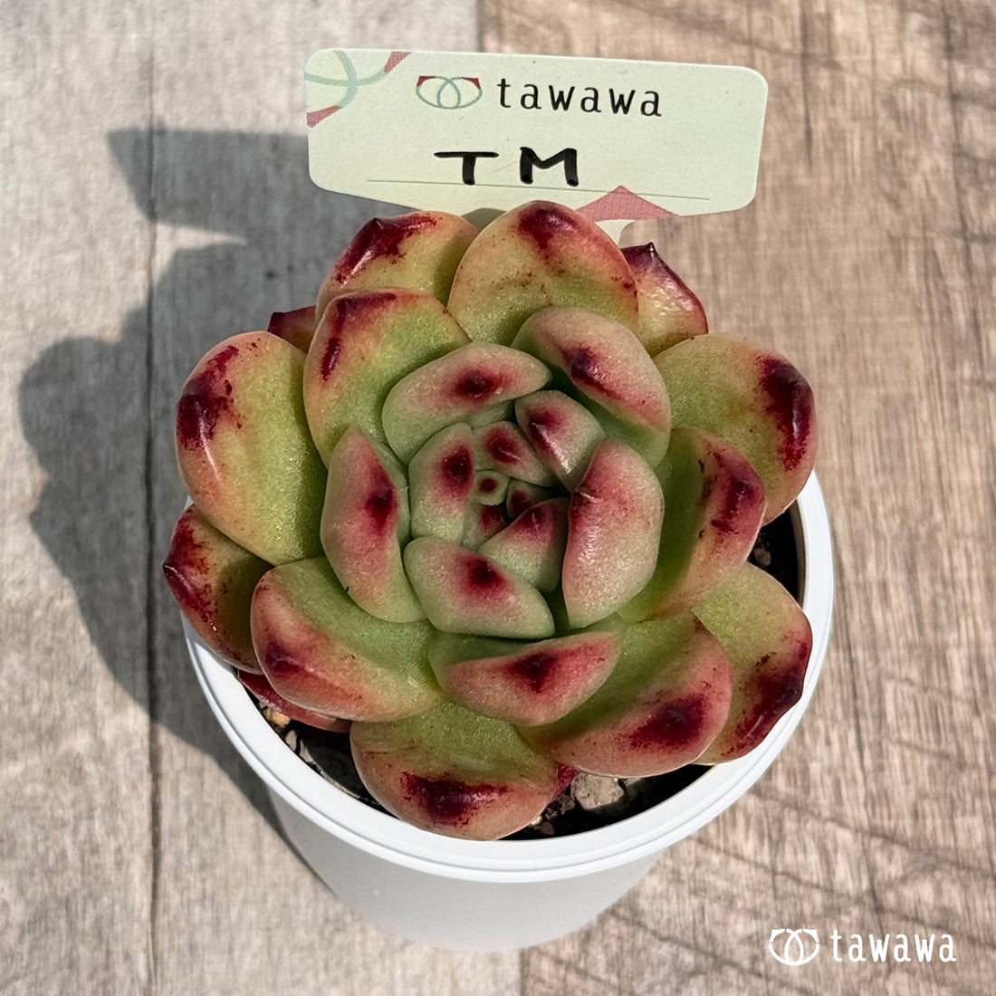 36. ＊新発売＊　TM　【tawawaハウス苗】