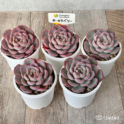 オーロラベリー②（チャンヒー農園）【tawawaハウス苗】